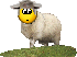 sheep